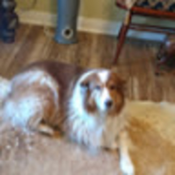 Meet your Posher, Angie - Picture 1 of 1